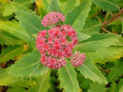 2013-08-18_Regina-F-Rau_Schachen_Blumen  (129).JPG